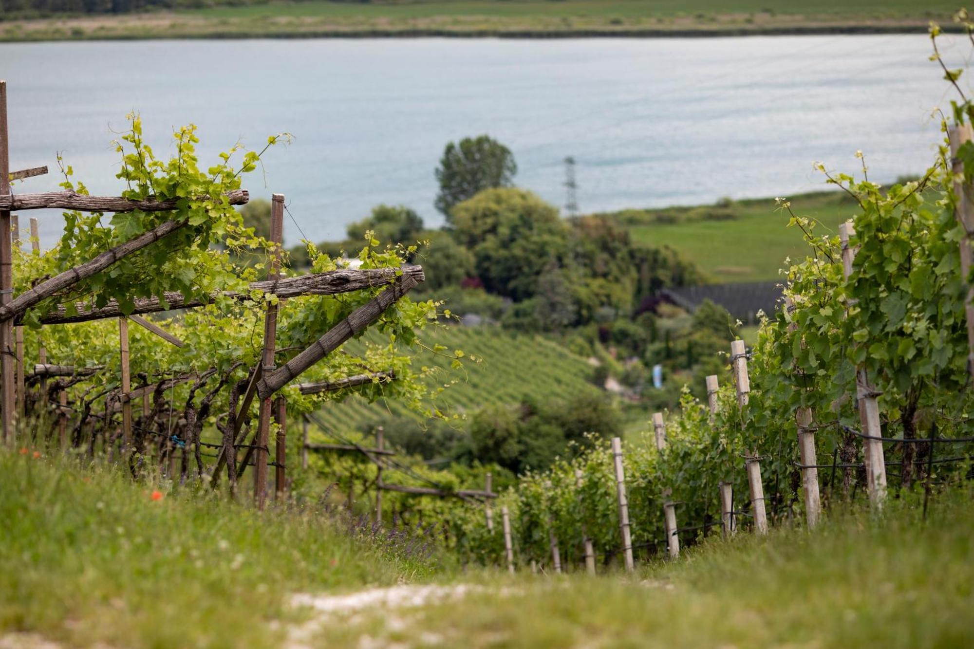Apartamento Baron Di Pauli Caldaro sulla Strada del Vino Exterior foto