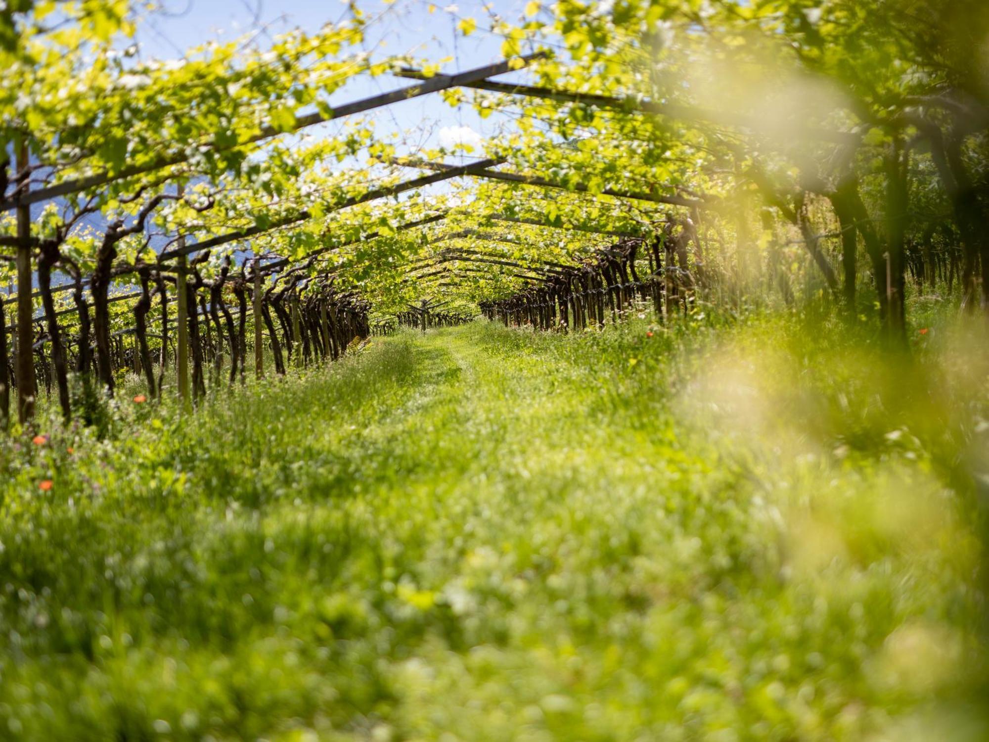 Apartamento Baron Di Pauli Caldaro sulla Strada del Vino Exterior foto